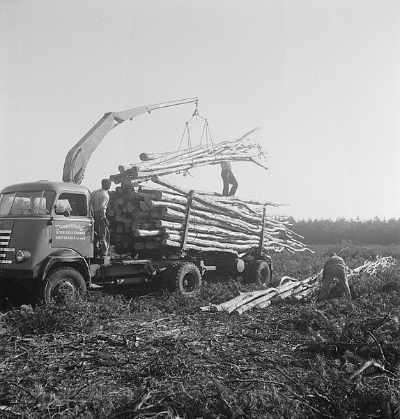 File:Bosbewerking, arbeiders, boomstammen, Bestanddeelnr 251-9737.jpg