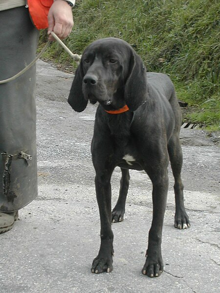 plott hound lab mix