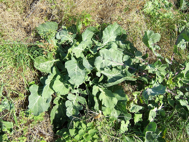 File:Brassica oleracea1.jpg