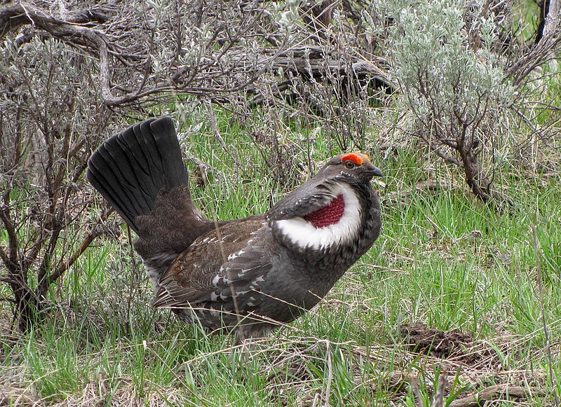 File:Breeding male dusky grouse (30749272762).jpg