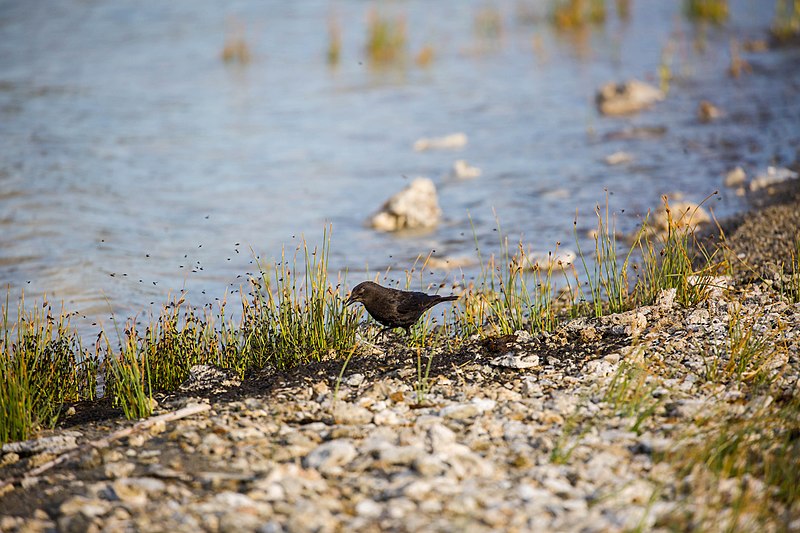 File:Brewer's blackbird (48114381816).jpg