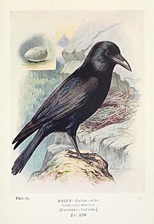 Britain's birds and their nests (1910) (14755369665).jpg