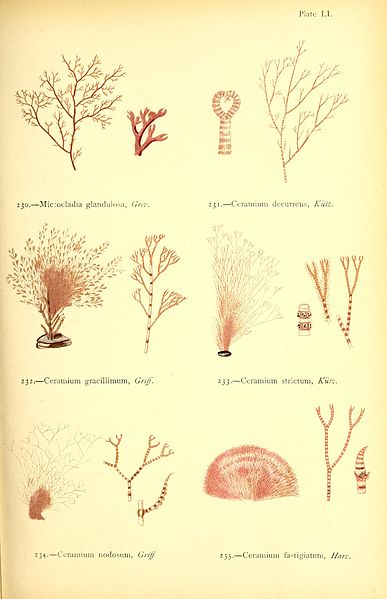 File:British sea-weeds - drawn from Professor Harvey's "Phycologia Britannica" (1872) (20232108149).jpg