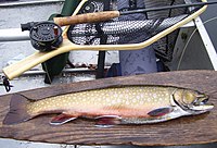 Brook trout caught out of Enchanted Pond, June 2007