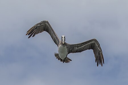 Brown pelican (Pelecanus occidentalis carolinensis) in flight