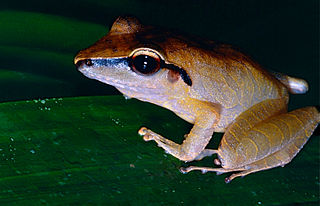 <i>Pristimantis chiastonotus</i> Species of frog