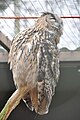 Eurasian Eagle-owl (Bubo bubo) Uhu