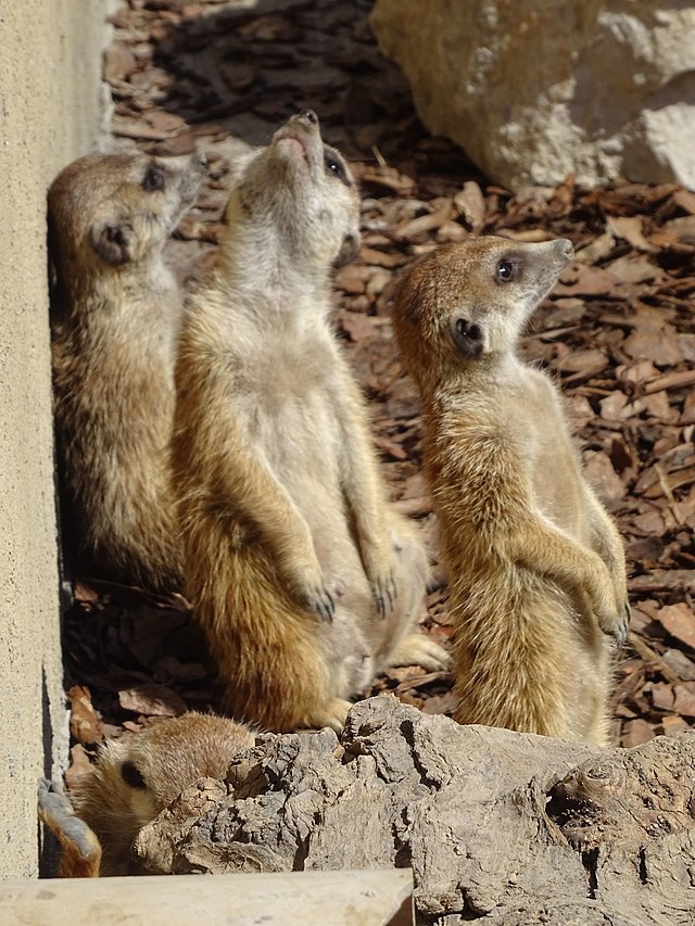 Meerkat