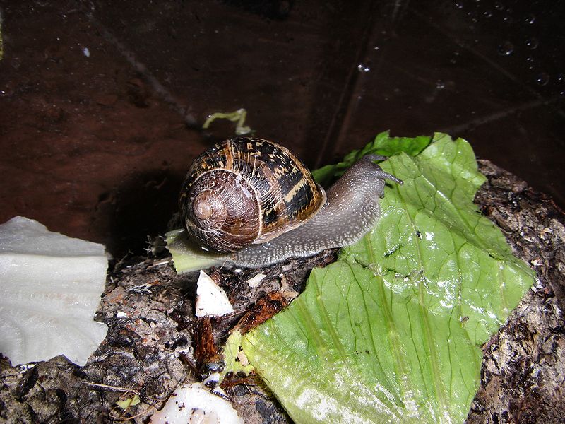 File:Buddy the Snail.jpg