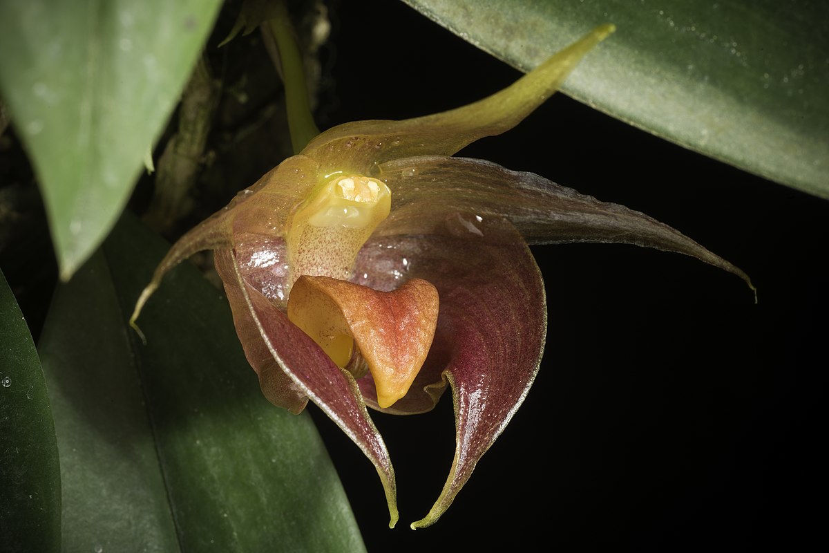 Bulbophyllum Elizabeth Ann Buckleberry