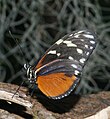 Unidentified Heliconiinae