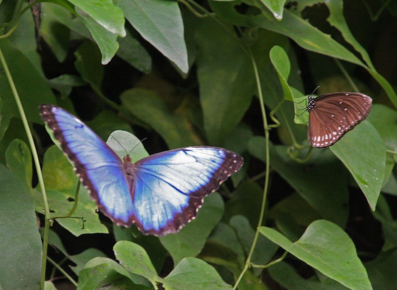 File:Butterfly Blue Morpho (2764932527).jpg