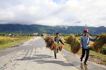 Tập_tin:Cánh_đồng_Mường_Lò_-_Nghĩa_Lộ.jpg