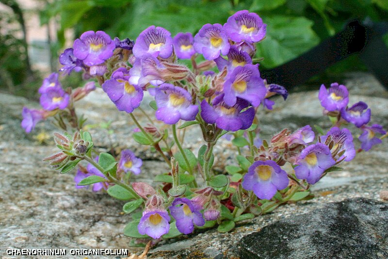 File:CHAENORHINUM ORIGANIFOLIUM. (2) Gavarnie.jpg