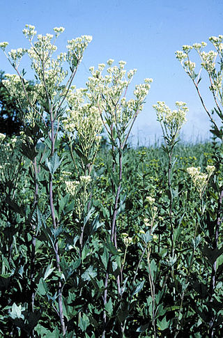 <i>Arnoglossum</i> Genus of flowering plants