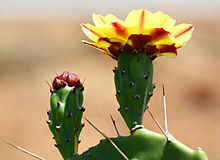 Cactus (Opuntia phaeacantha) flower.JPG