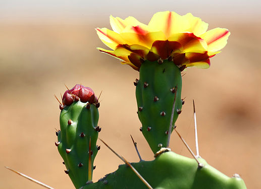 Cactus flower and bud