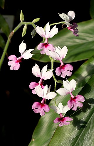 <i>Calanthe vestita</i> Species of orchid