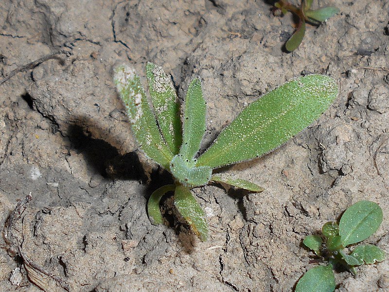 File:Calendula arvensis 2018-05-06 1552.jpg