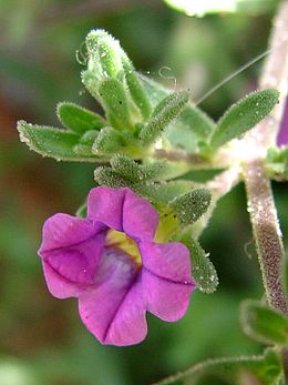 Calibrachoa