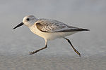 Miniatura para Calidris alba