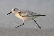 Білий побережник (Calidris alba)