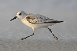 Pulmussirri (Calidris alba)