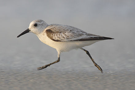 Sanderling, a winter visitor and passage migrant, mainly on sandy shores[17]