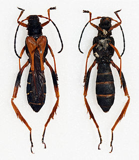 <i>Callisphyris</i> Genus of beetles