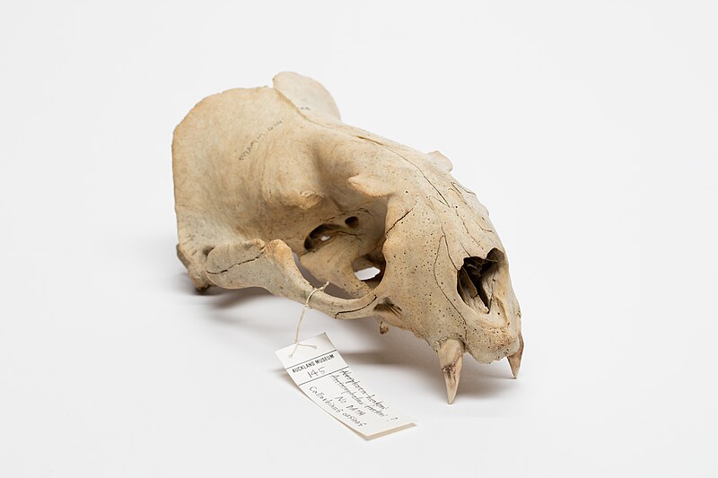File:Callorhinus ursinus (northern fur seal) (48723988328).jpg