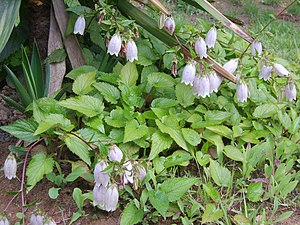 Campanula punctata 01.JPG