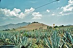 Thumbnail for File:Campos de agave.jpg