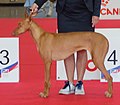 Canarian Podenco