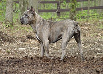 Cane corso deals dog grey