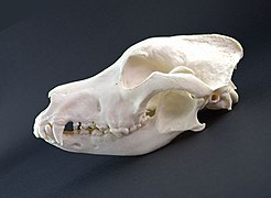 Canis-lupus-familiaris-tedesco-pastore4.jpg