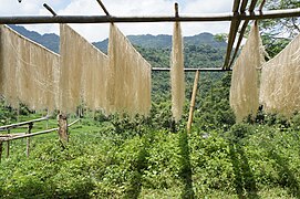 Canna starch noodles being dried