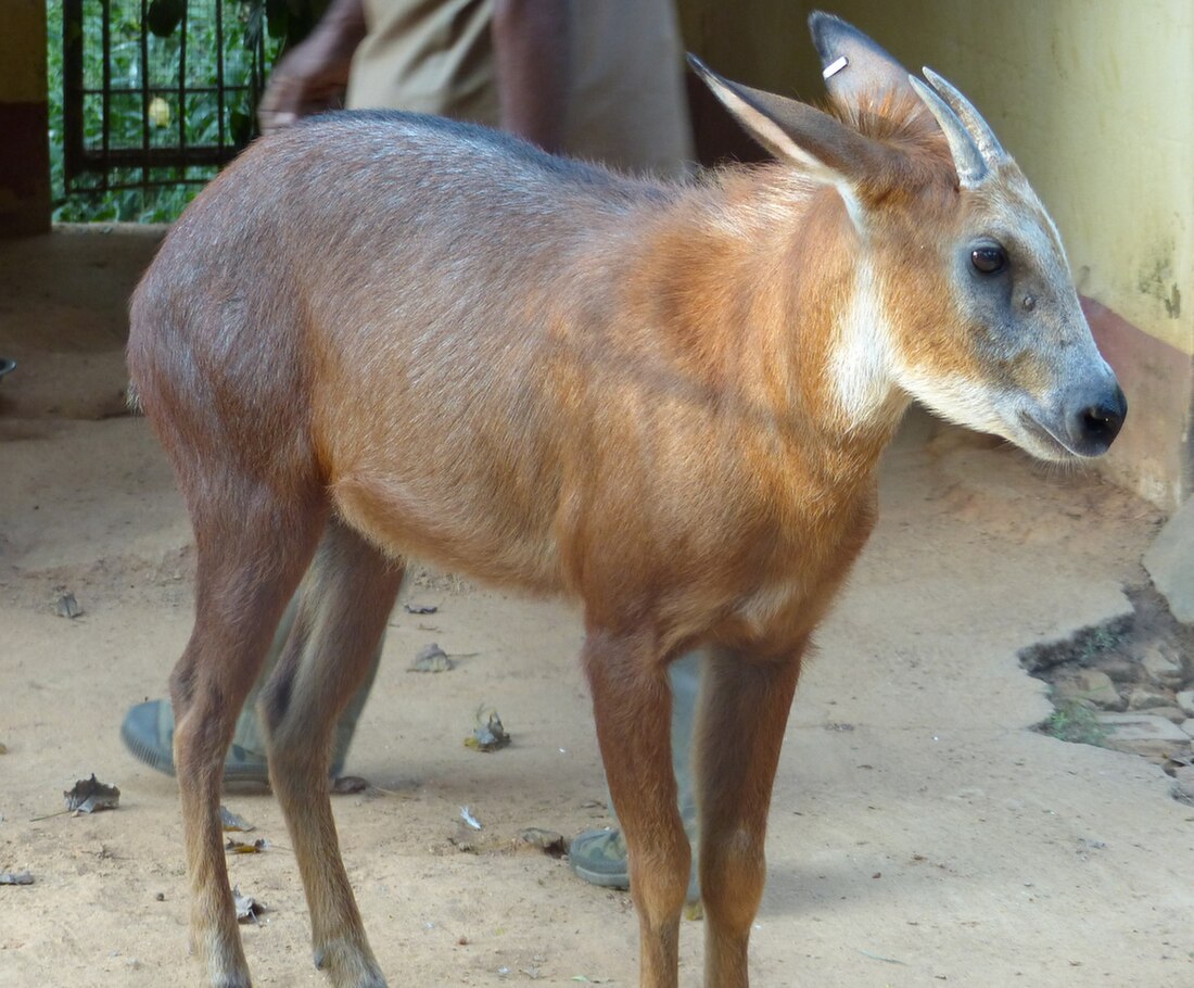 File:Capricornis rubidus.jpg