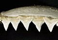 Carcharhinus leucas upper teeth.jpg