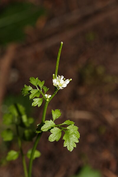 File:Cardamine oligosperma 6649.JPG