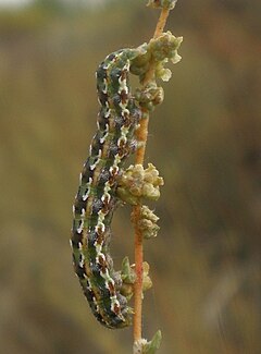 Cardepia sociabilis.jpg