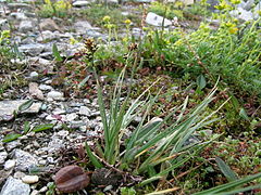 Description de l'image Carex bicolor Zweifarbige Segge.JPG.