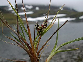 <i>Carex rufina</i> Species of grass-like plant