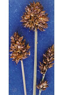 <i>Carex neurophora</i> Species of grass-like plant