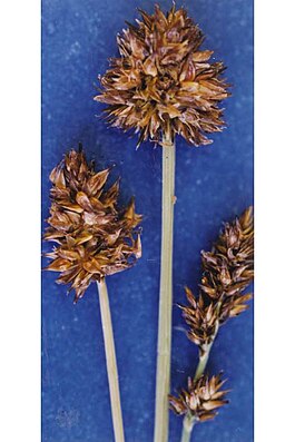 Carexneurophora.jpg