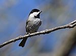 Thumbnail for File:Carolina Chickadee (25773699984).jpg