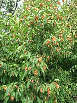 Ostrya carpinifolia