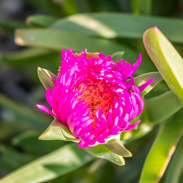 File:Carpobrotus acinaciformis in Salses-le-Chateau (2).jpg