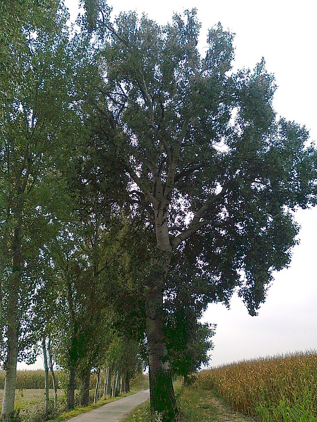 Тополь черный(Populus nigra) соцветия. Тополь черный (Populus nigra). Терек дерево. Аптечный Тополь черный осокорь.