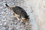 Миниатюра для Файл:Cat on cobblestone in rhodes.jpg