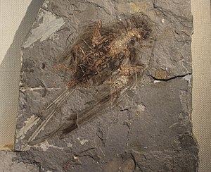 Cathayornis-Beijing Museum of Natural History.jpg